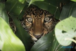 Kisah Wahyu Jadi Asa Merajut Kelestarian Macan Tutul Jawa