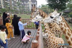 Peringati World Giraffe Day, Taman Safari Prigen Gelar Mitoni Jerapah Jahari