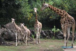 Taman Safari bakal Dibangun di Gunungkidul, Butuh Lahan 80 Hektare