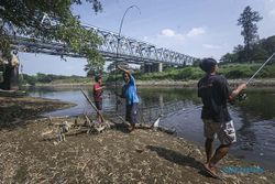 Warga Palur Berburu Ikan Mabuk saat Fenomena Pladu di Sungai Bengawan Solo