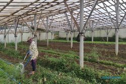 Kisah Sedih Layunya Wisata Kebun Bunga di Bandungan Kabupaten Semarang