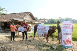 Semen Gresik Salurkan 11 Sapi dan 18 Kambing Kurban untuk warga Rembang & Blora