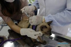 Vaksinasi Rabies Gratis untuk Hewan Peliharaan di Madiun