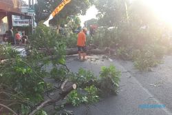 Pohon Tumbang Timpa Pengendara Sepeda Motor di Sragen, 2 Orang Terluka