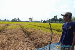 Petani Sragen Wajib Waspada, Wereng Mulai Serang Padi di Sejumlah Kecamatan