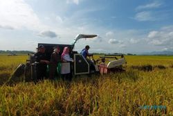 Panen Bersama di Tawangsari, BI & Pemkab Sukoharjo Ajak Petani Pakai Teknologi