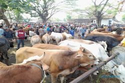 Jelang Iduladha, Pasar Hewan Nglangon Sragen Dibanjiri Sekitar 1.000 Ekor Sapi