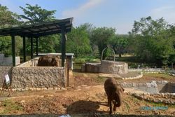 Sudah Punya 2 Gajah Baru, Semarang Zoo Dapat Tanggung Jawab Ini