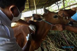 Cegah LSD dan PMK, DKPP Surabaya Suntikan Vaksin ke Puluhan Ternak Sapi