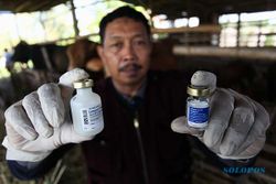 Usai Vaksin PMK pada Hewan Ternak, Pemkab Probolinggo Lakukan Surveilans