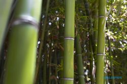 Jangan Sepelekan Bambu sang Penjaga Sumber Mata Air