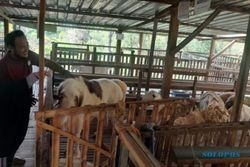 Kisah Sukses Pasutri Wonogiri Berbisnis Ternak Domba, Omzetnya Miliaran Rupiah