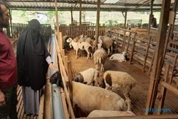 Pernah Ambruk, Begini Kisah Sukses Peternakan Domba Sekar Mendho Farm Wonogiri