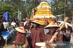 Hasil Panen Melimpah, Petani di Ngawi Gelar Festival Jagung