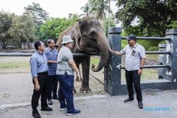 TWC Borobudur Hibahkan 2 Gajah Sumatra ke Semarang Zoo
