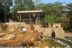 Ada Dua Gajah Baru di Semarang Zoo, Kenalan Yuk!