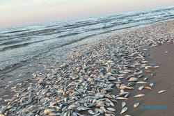Fenomena Aneh Puluhan Ribu Ikan Mati Terdampar di Teluk Meksiko