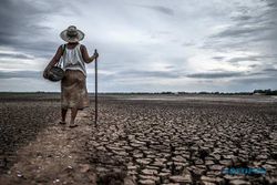 Waspada! Dimulai Juli, Fenomena El Nino Ancam Pertanian & Peternakan Wonogiri