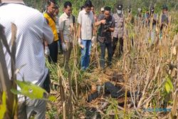 Mayat Perempuan Ditemukan di Kebun Jagung Ngawi, Diduga Korban Pembunuhan