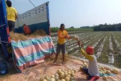 Petani Raup Untung, Luas Tanam Buah Melon di Madiun Meningkat