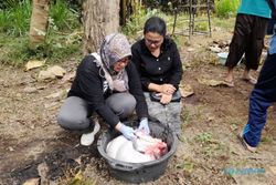 Ada Temuan Cacing Hati pada 5 Sapi Kurban di Boyolali, Begini Penanganannya