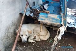 Rabies di Kabupaten TTS Renggut 3 Nyawa, Korban Digigit Anjing 307 Orang