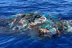 Dampak Mengerikan Sampah, Biota Laut di Ambang Kehancuran