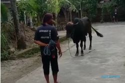 Bikin Heboh, Sapi Kurban di Karangdowo Klaten Lepas lalu Lari Keliling Kampung