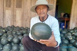 Kisah Sukses Eks Kades di Wonogiri Bertani Semangka, Omzet Ratusan Juta Rupiah