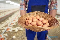 Harga Pakan Ayam Kian Melambung, Ini Permintaan Peternak kepada Pemerintah