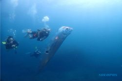 “Ikan Kiamat” Sepanjang 1,8 Meter Muncul ke Perairan Dangkal di Taiwan