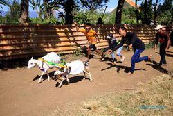 Serunya Tradisi Karapan Kambing di Probolinggo, Upaya Pelestarian Budaya Lokal