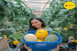 Keseruan Wisata Petik Melon Kualitas Premium di Kebun Buah Asha Farm II Blora
