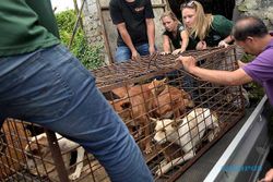 Aktivis HSI Selamatkan Puluhan Anjing dari Rumah Potong Hewan di Tomohon