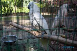 Polda DIY dan BKSDA Ungkap Perdagangan Satwa Dilindungi, Amankan 10 Burung