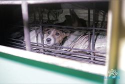 Konsumsi Daging Anjing di Solo Tertinggi Se-Indonesia, Budaya Seratusan Tahun