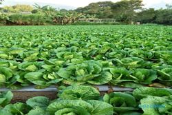 Harga Sayuran Anjlok saat Panen Raya Bikin Pusing Petani Getasan Semarang