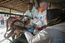 Antisipasi Antraks, DPP Sukoharjo Gelar Vaksinasi Ternak di Wilayah Perbatasan