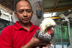 Menilik Peternakan Ayam Hias di Mojosongo Solo, Sepasang Dihargai Jutaan Rupiah