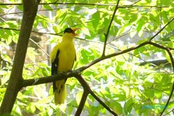 Mitos Bunga Kantil & Burung Kepodang yang Jadi Maskot Jawa Tengah