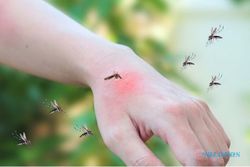 Mengenal Anopheles, Nyamuk Penyebab Penyakit Malaria