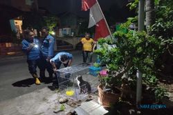 Dispertan Pastikan Kucing Liar yang Sakit di Sampangan Semarang Bebas Rabies