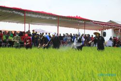 Kunjungi Klaten, Mentan Puji Penanganan Hama Wereng oleh Petani Karangdowo