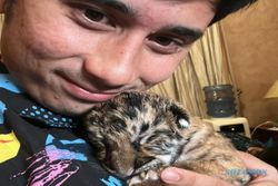 Apa Penyebab Kematian Harimau Alshad Ahmad, Ini Penjelasannya