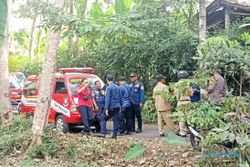 Sarang Jatuh, Koloni Lebah Ngamuk Serang 11 Orang di Karangnongko Klaten