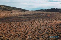 Eksotisme Tlogo Kuning, Kawah Purba Gunung Lawu yang Menyimpan Keindahan