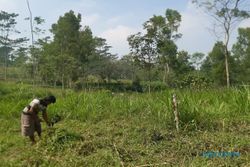 Gunakan Tanah Kas Desa, Ini Lokasi Penitipan Sampah Selama TPA Piyungan Ditutup