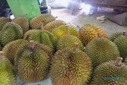 Legit dan Pahit, Ini Dia Daftar 3 Durian yang Jadi Primadona di Tanah Purworejo