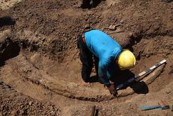 Penampakan Fosil Gading Gajah Temuan Warga di Kalijambe Sragen, Panjang 3 Meter
