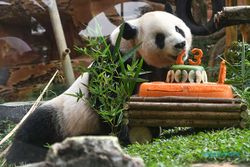 Tingkah Lucu Giant Panda Rayakan Ulang Tahun ke-13 di TSI Cisarua Bogor